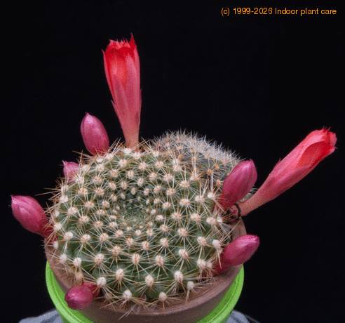 Rebutia krainziana f MOP