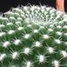 Rebutia krainziana v. aureiflora 1