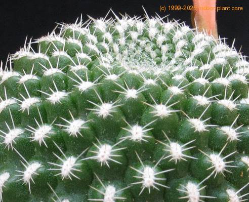 Rebutia krainziana v. aureiflora 1