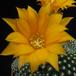 Rebutia krainziana v. aureiflora 2