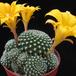 Rebutia krainziana v. aureiflora 3