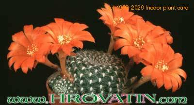 Rebutia krainziana v orange 149
