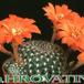 Rebutia krainziana v orange 149