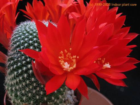 Rebutia kraiziana 2