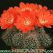 Rebutia mairanana 225