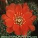 Rebutia mairanana flower 226
