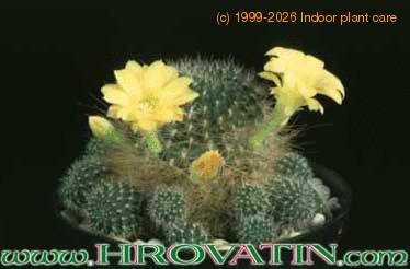 Rebutia marsonerii 233