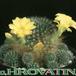 Rebutia marsonerii 233