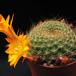 Rebutia marsonerii