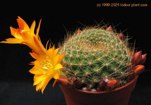 Rebutia marsonerii