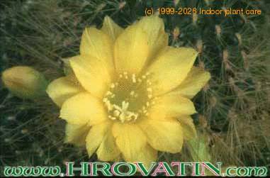 Rebutia marsonerii flower 234