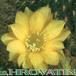 Rebutia marsonerii flower 234