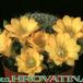 Rebutia marsonerii hybrid 248