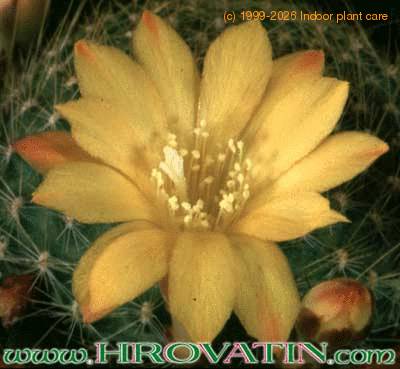 Rebutia marsonerii hybrid flower 249