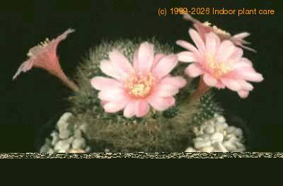 Rebutia marvaecensis 70