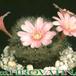 Rebutia marvaecensis 70