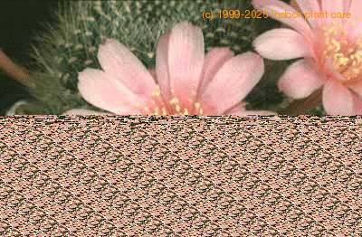 Rebutia marvaecensis flower 71