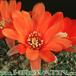 Rebutia pseudodeminuta v grandiflora 188