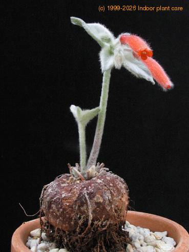 Rechsteineria leucotricha 1