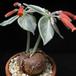 Rechsteineria leucotricha SIb