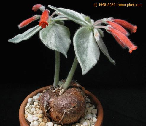 Rechsteineria leucotricha SIb