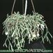 Rhipsalis policarpa 64