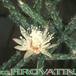 Rhipsalis policarpa flower 65