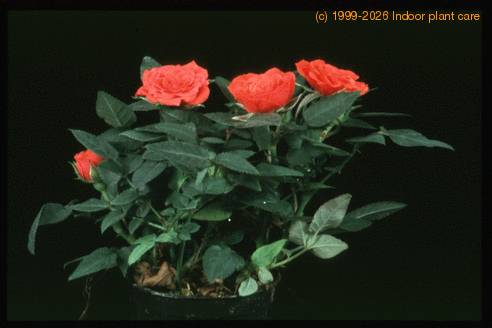 Rosa chinensis v. minima 2000