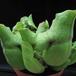 Sarracenia 2