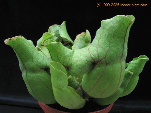 Sarracenia 2