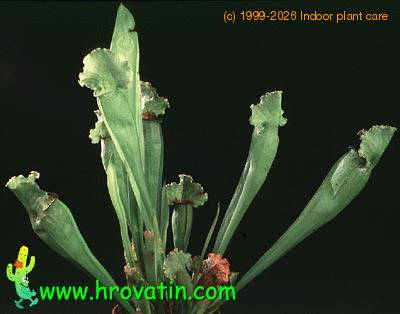 Sarracenia add1 1689