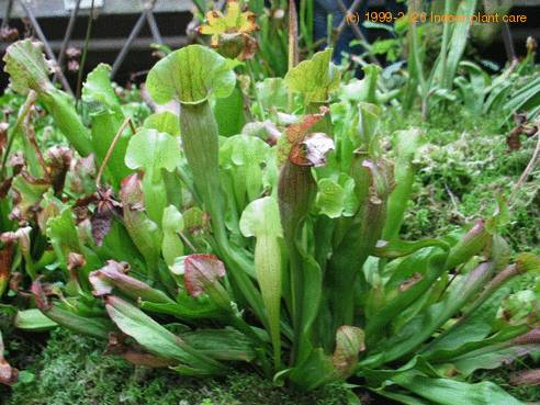 Sarracenia hybrid bvrt
