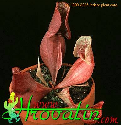 Sarracenia purpurea 1698