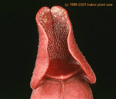 sarracenia purpurea 1699