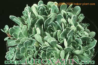 Saxifraga aizoon 1086