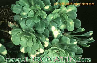 Saxifraga cuneifolia 1082