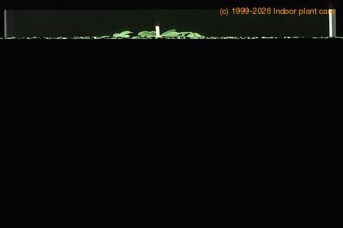 Schefflera arboricola compacta 1897