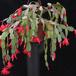 Schlumbergera gaertneri 2