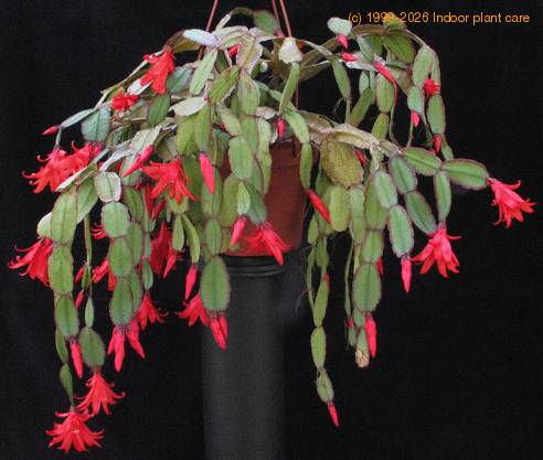 Schlumbergera gaertneri 2