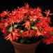 Schlumbergera gaertneri 4