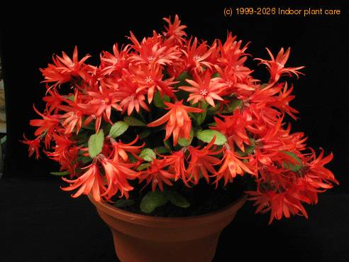 Schlumbergera gaertneri 4