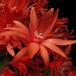 Schlumbergera gaertneri 5