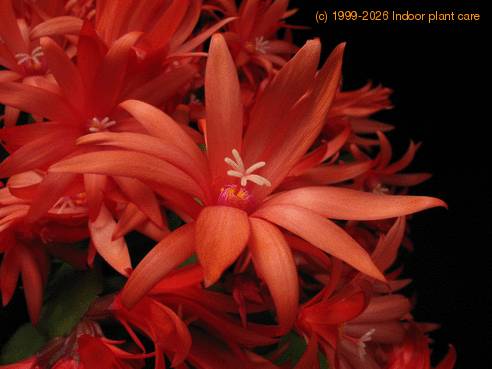 Schlumbergera gaertneri 5