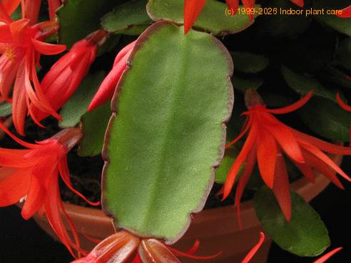 Schlumbergera gaertneri 6