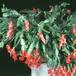 Schlumbergera truncata-1004