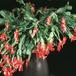 Schlumbergera truncata-243