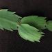 Schlumbergera truncata-leaf
