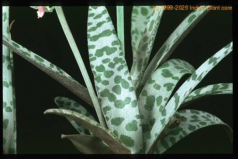 Scilla violacea 1850