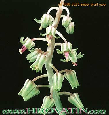 Scilla violacea flower 1851