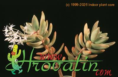 Sedum adolphi 1285